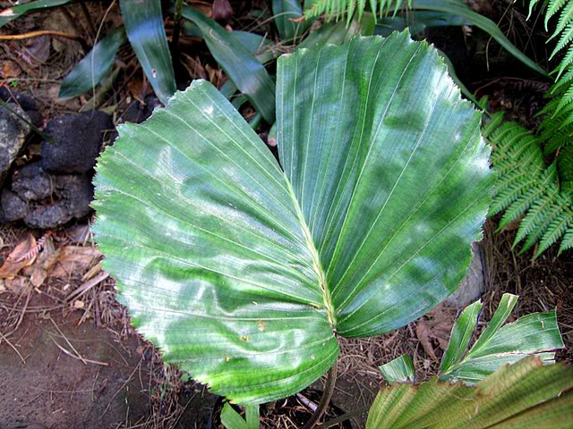 Hydriastele affinis (9)