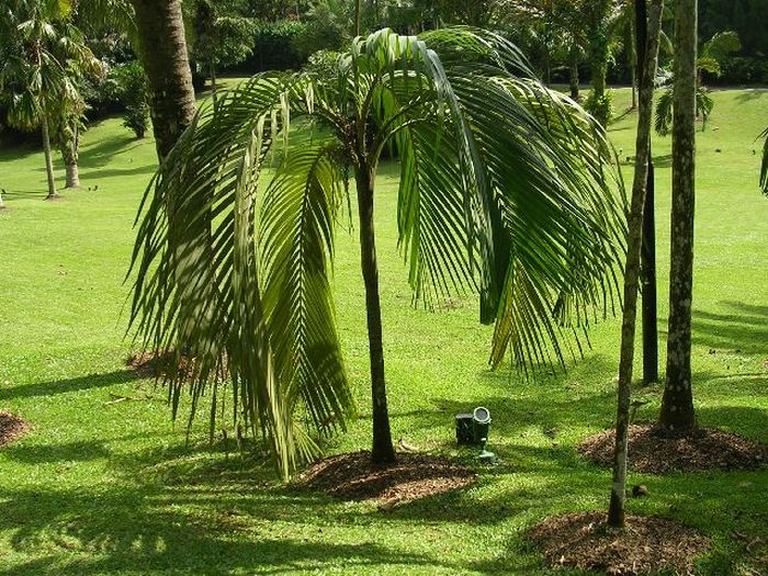 Hydriastele microcarpa (10)