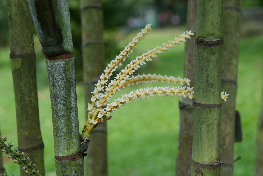Arecaceae; Hydriastele microcarpa