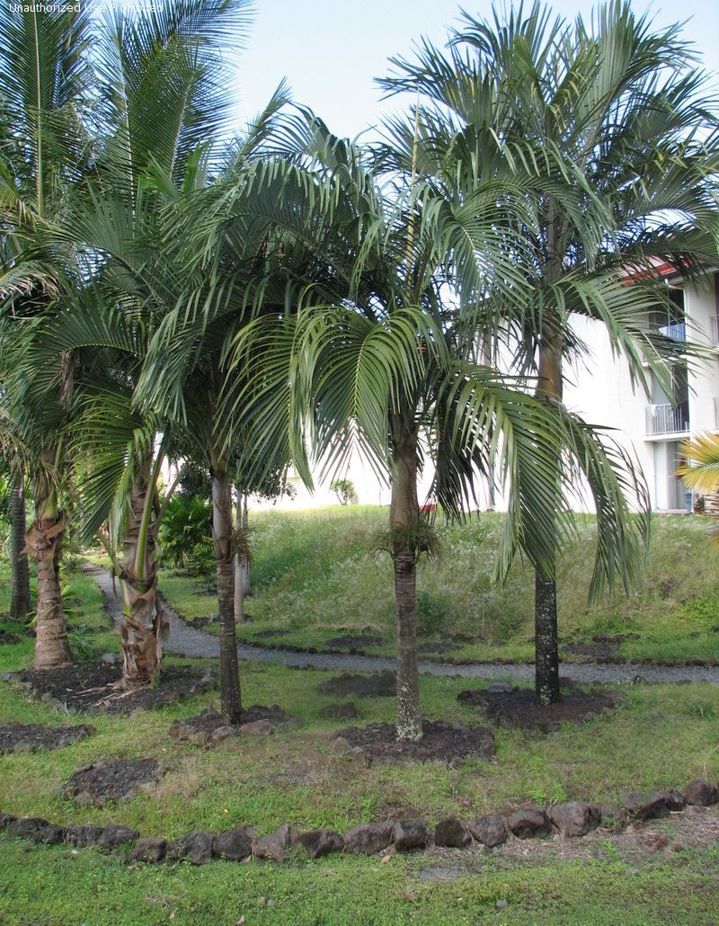 Hydriastele microcarpa (7)