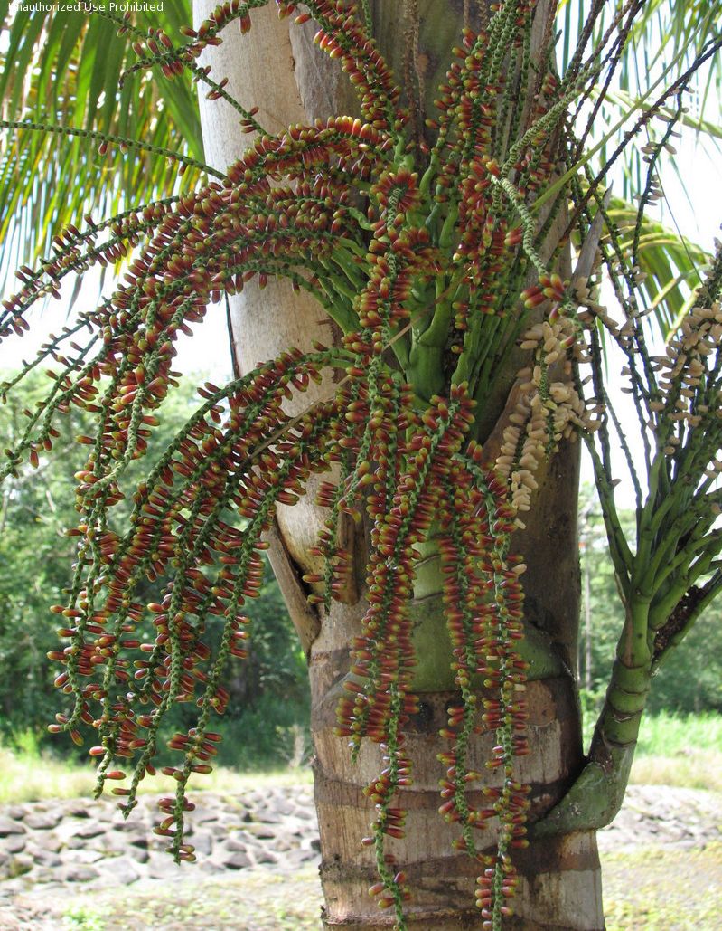 Hydriastele microcarpa (8)