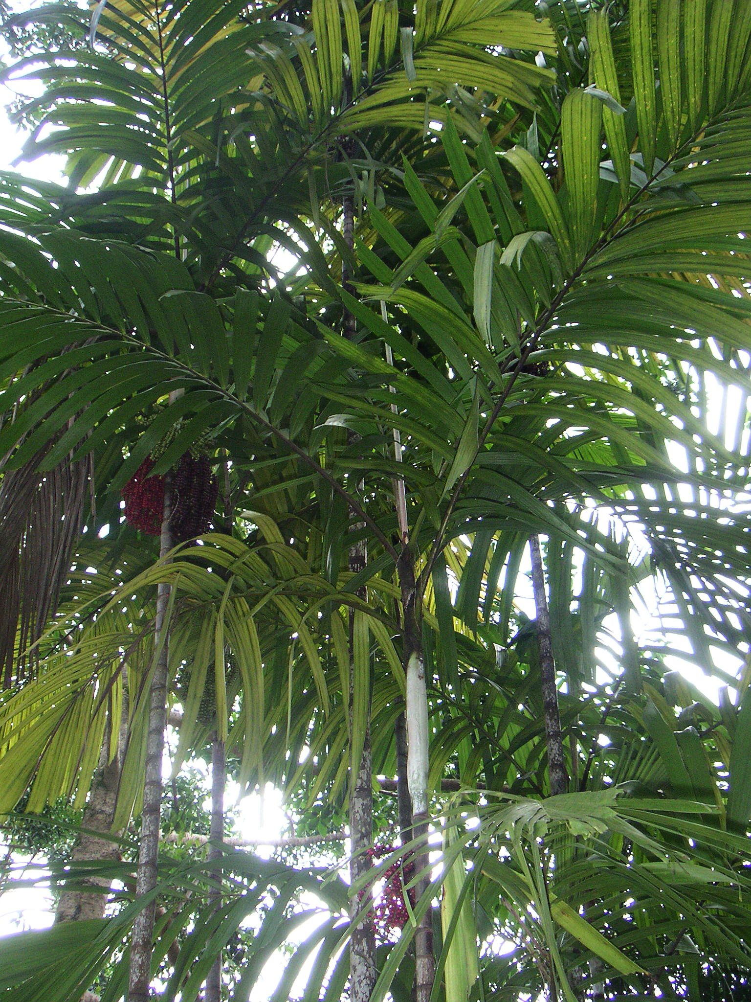 MINOLTA DIGITAL CAMERA