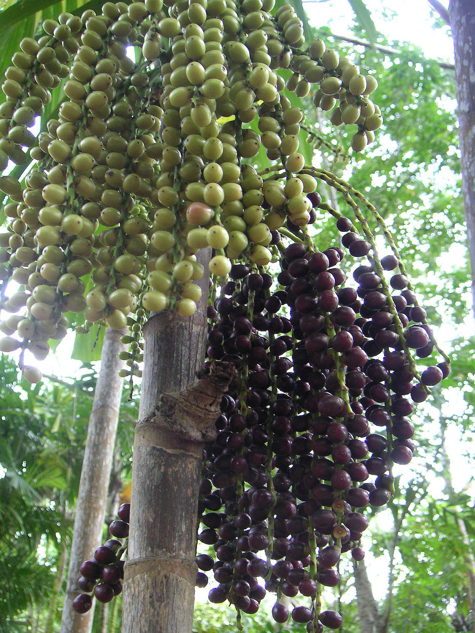 MINOLTA DIGITAL CAMERA