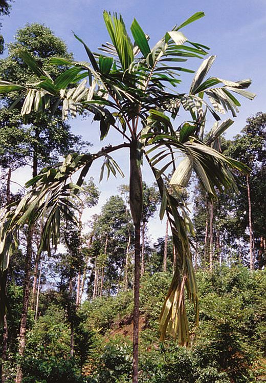 Arecaceae; Hydriastele microspadix; WJB1106