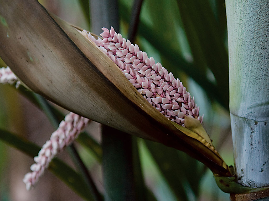 Hydriastele microspadix (4)