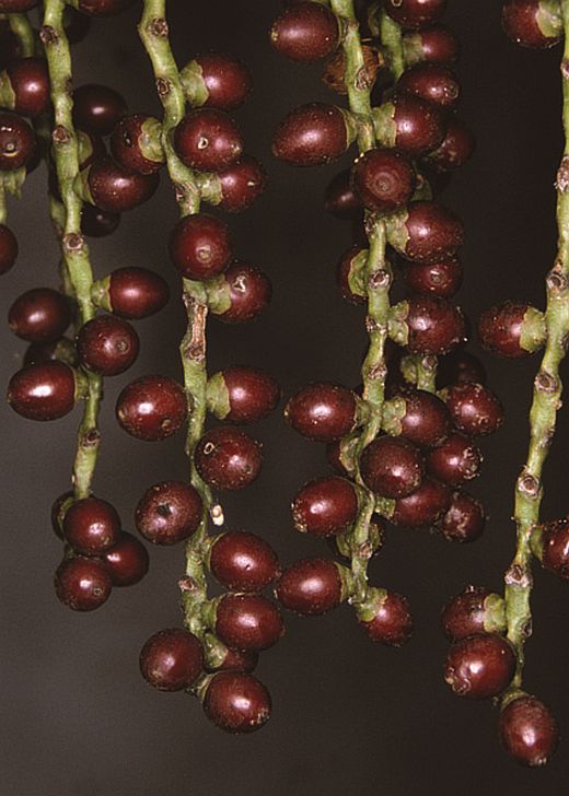 Arecaceae; Hydriastele microspadix; WJB607