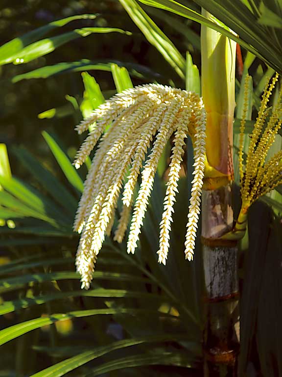 Hydriastele microspadix (6)
