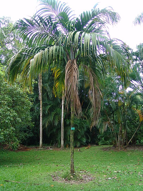 Nephrosperma vanhoutteanum (7)