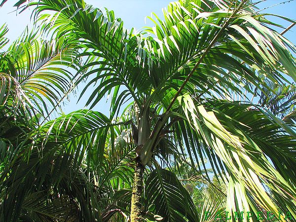 Nephrosperma vanhoutteanum (8)