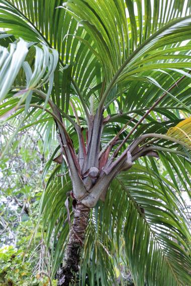 Nephrosperma vanhoutteanum (9)