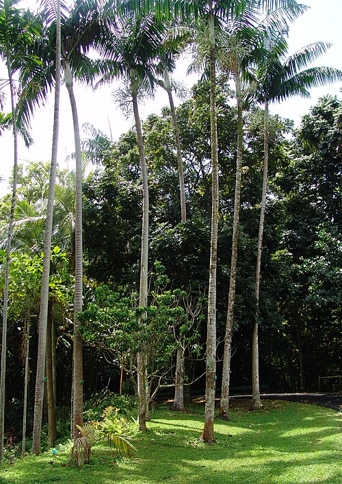 Veitchia arecina (1)