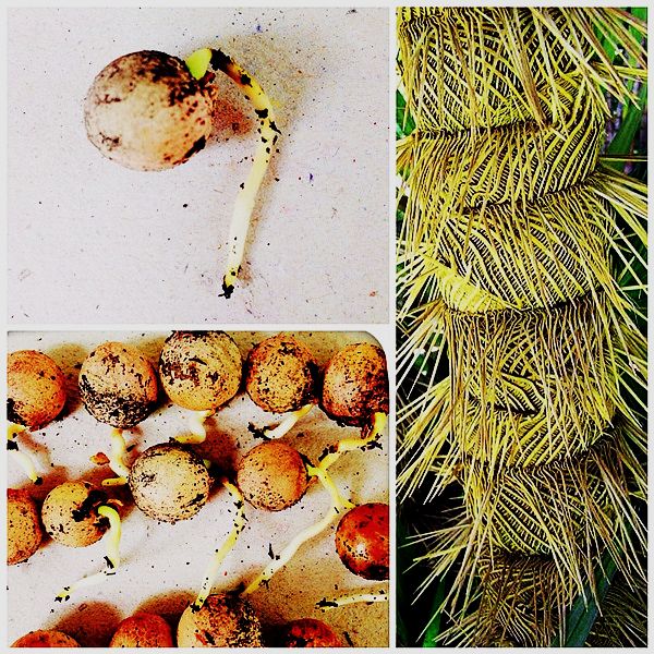 Zombia antillarum (10)