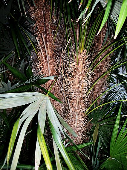 Arecaceae; Zombia antillarum
