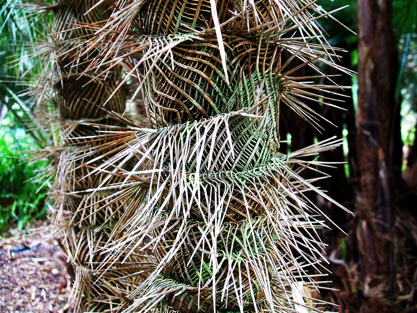 Zombia antillarum (2)