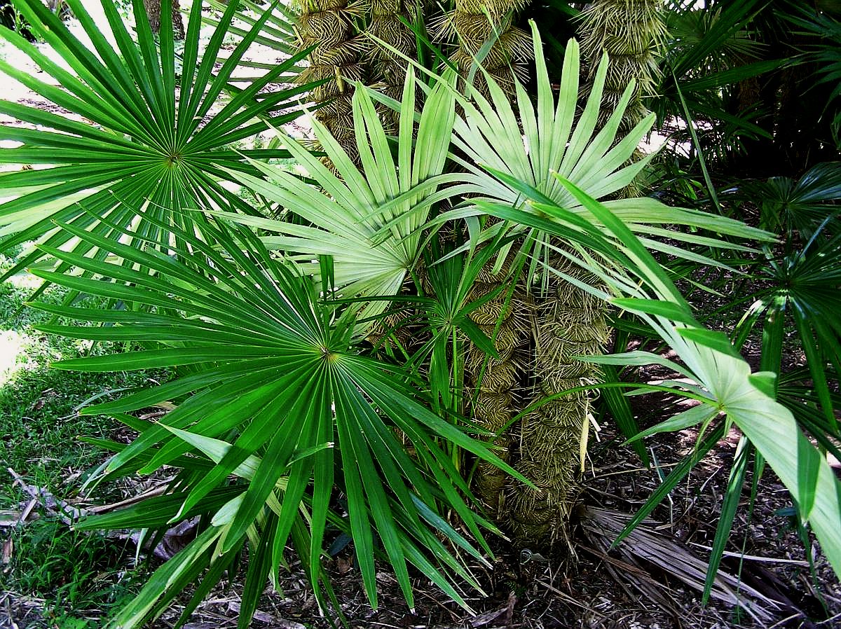 Zombia antillarum (3)