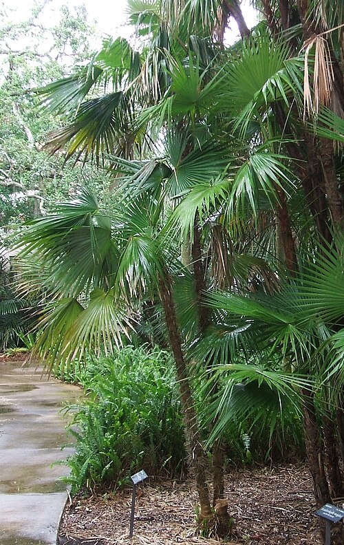 Zombia antillarum (8)