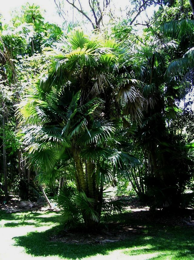 Zombia antillarum (9)