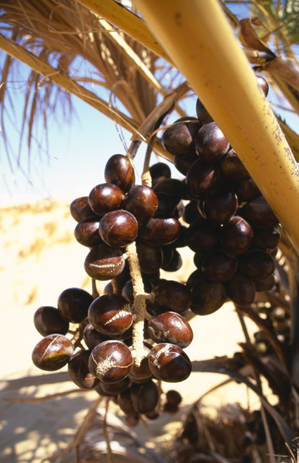 Arecaceae; Medemia argun