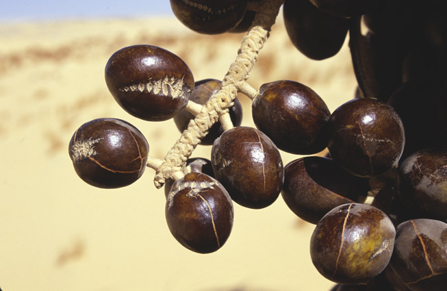 Arecaceae; Medemia argun