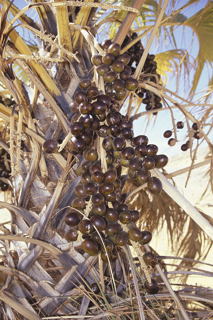 Arecaceae; Medemia argun
