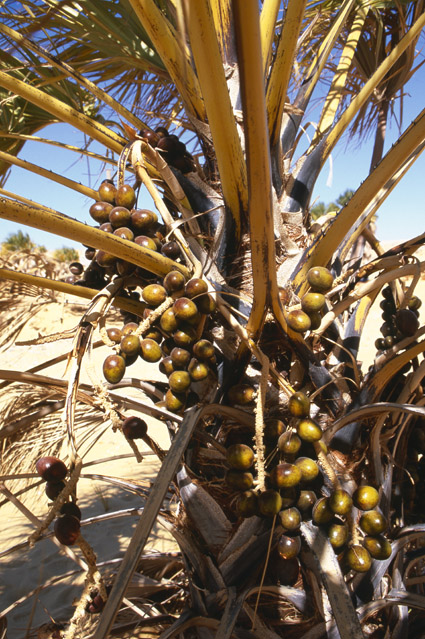 Arecaceae; Medemia argun