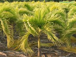 Veitchia merrillii Golden - Adonidia merrillii 'Aurea' (Golden form) (12)