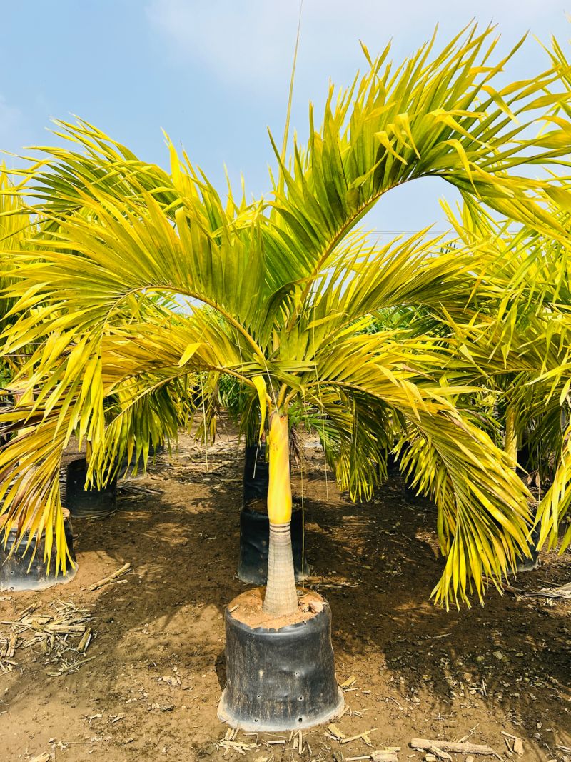 Veitchia merrillii Golden - Adonidia merrillii 'Aurea' (Golden form) (4)