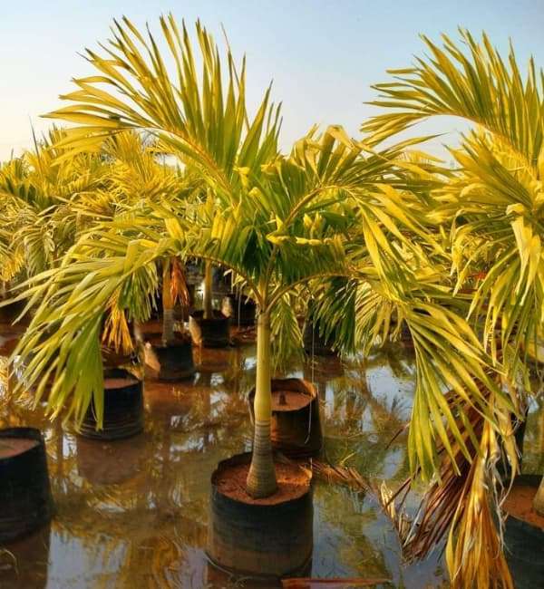 Veitchia merrillii Golden - Adonidia merrillii 'Aurea' (Golden form) (7)